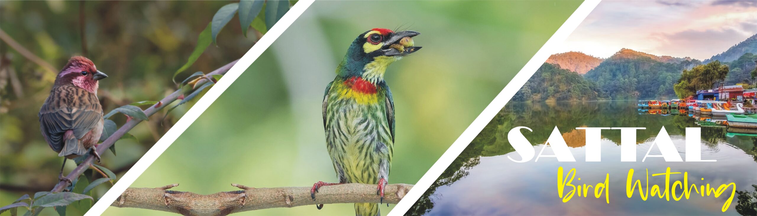 Sattal bird watching