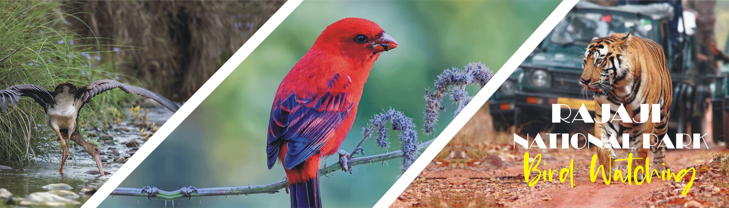 raja ji N park rajaji national park in uttarakhand